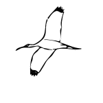 Wood Ibis bird vector image